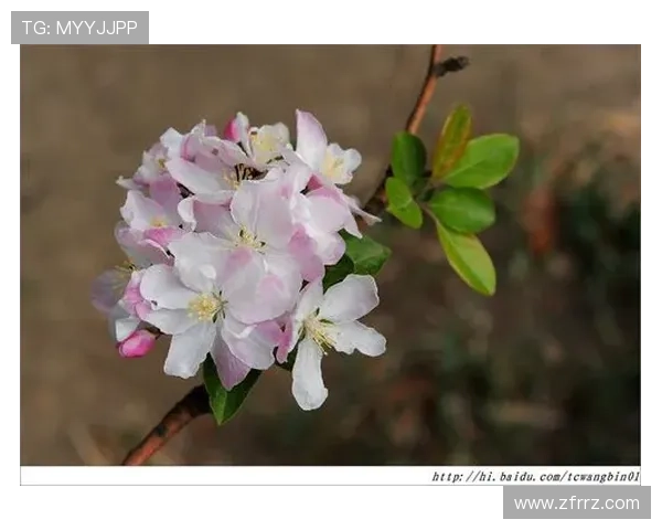 《春暖花开》:一场关于爱与成长的治愈之旅 《春暖花开》:一场关于爱与成长的治愈之旅